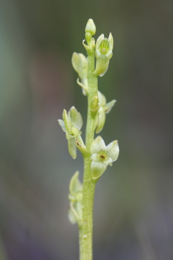 Bog orchid Mike Waller.MW (4)