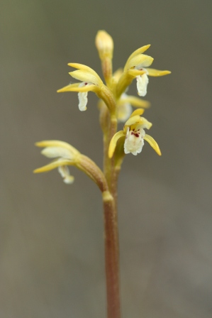Each individual flower of the Coralroot orchid (Corallorhiza trifida) is few millimetres across. Photo by Mike Waller.